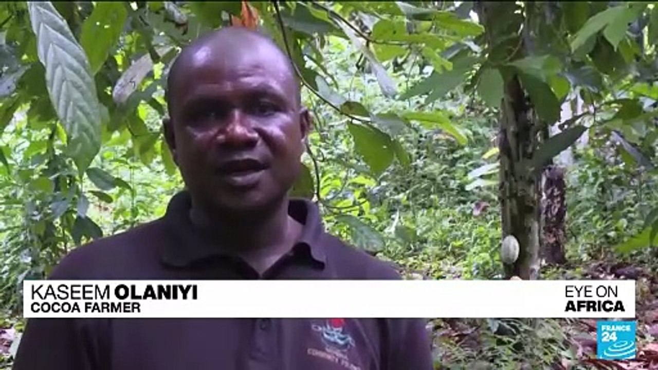 Cocoa grown illegally in a Nigerian rainforest heads to companies that supply major chocolate makers