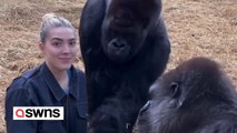 Woman feeds treats to pair of gorillas she's known since birth