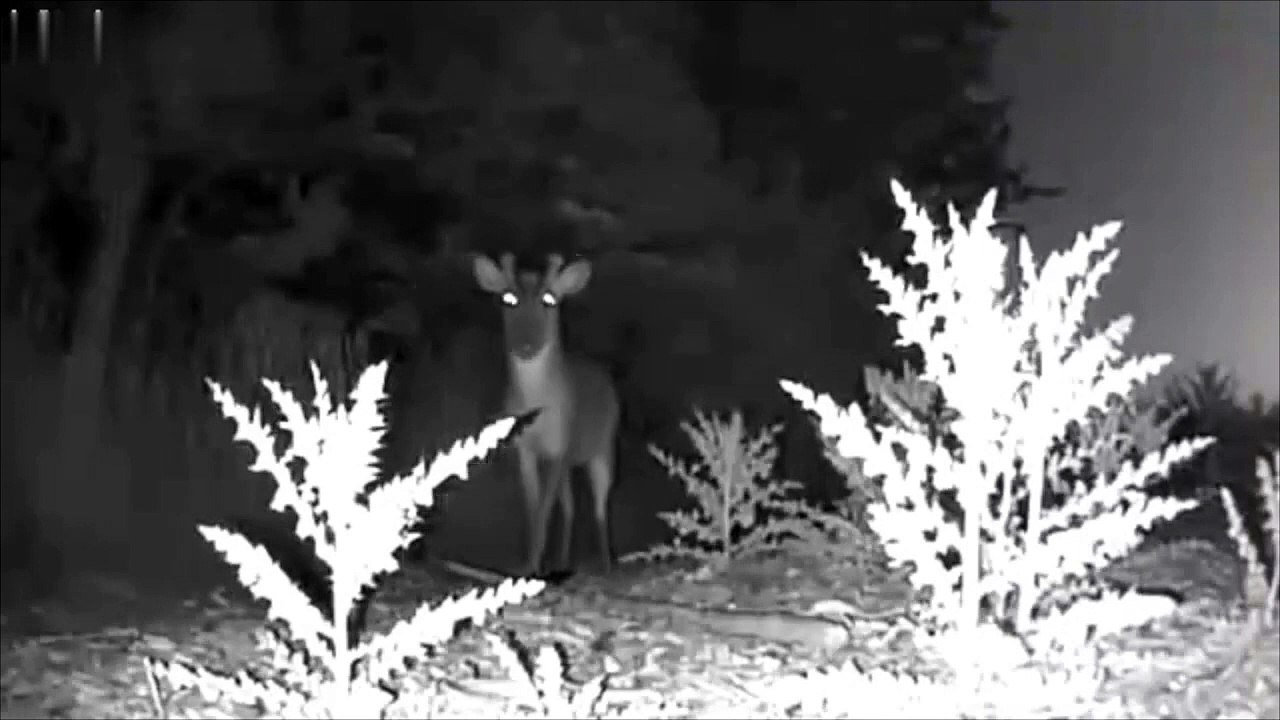 Equipment to keep deer safe on train tracks near Peterborough