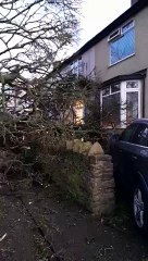 Tree hits a car and a house as Storm Pia batters Chesterfield