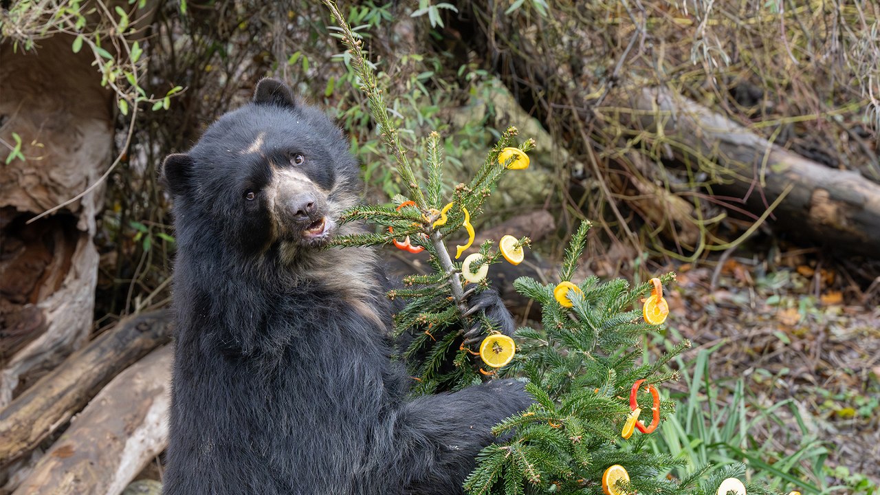 Bärige Weihnachten in Schönbrunn