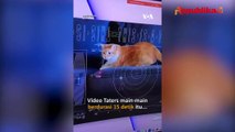 NASA Kirim Video 'Kucing Oyen' dari Luar Angkasa ke Bumi