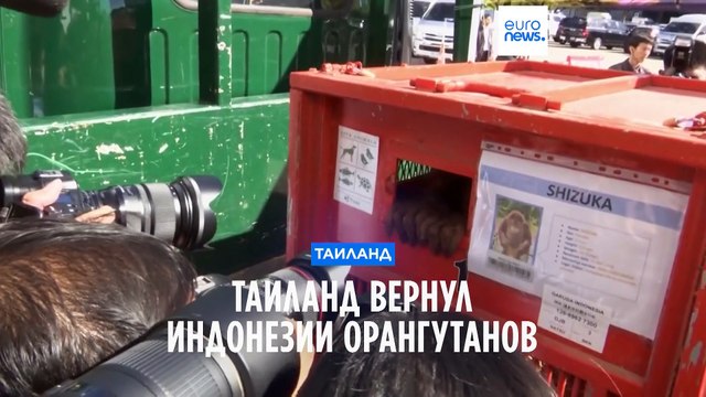 Таиланд вернул Индонезии трёх орангутанов