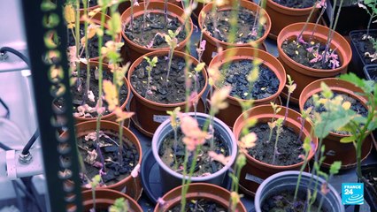 Des plantes pour guérir les sols pollués