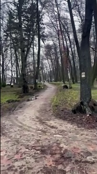 Dziki w parku