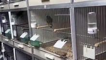 Males seperate from the females(MP4)