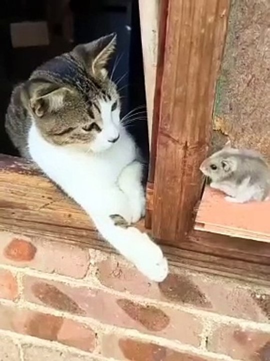 Le chat et la souris