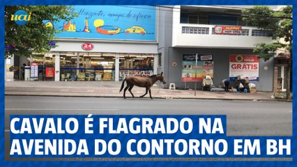 Cavalo é flagrado na Avenida do Contorno em BH