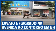 Cavalo é flagrado na Avenida do Contorno em BH
