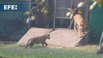Presentan los primeros 2 tigres de Bengala nacidos en cautiverio en 18 años en Nueva Delhi