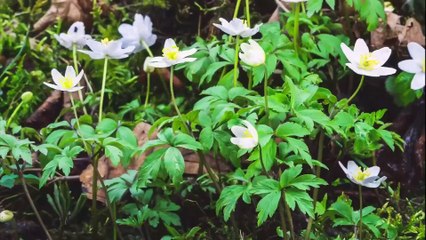 Pedroche aparece desnuda y desorientada en la naturaleza en el nuevo spot de las campanadas