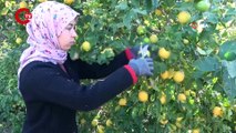 Mersin'de hasat başladı 60 ülkeye ihracat ediliyor! Bahçede 5 TL