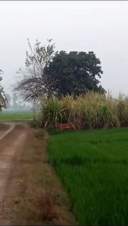 VIDEO: डिग्री कॉलेज में घुसा बाघ; गुजर रहे कार सवारों ने कैमरे में कैद किया फुटेज