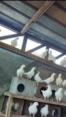 شاهد الحمام الزاجل