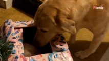 Dona al suo cane un regalo di Natale in anticipo: la sua reazione è inaspettata (Video)