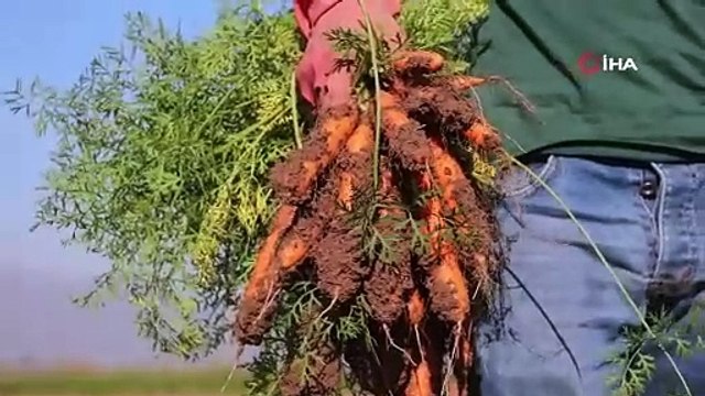 Hatay'da zorlu hasat başladı, 1 tanesinin bile vücuda yararı saymakla bitmiyor: Tarlada kilosu 5 TL!