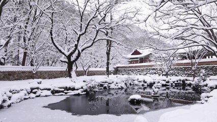 북극발 최강 한파에 폭포도 얼었다...설국으로 변한 서해안 / YTN