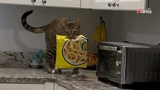 Elle entend des bruits étranges au milieu de la nuit : la porte du placard s'ouvre et dévoile le voleur en direct (vidéo)