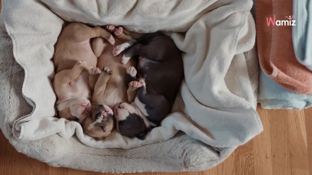 Bei einem Ausflug hört ein Paar seltsame Geräusche und beschließt nachzusehen ... (Video)