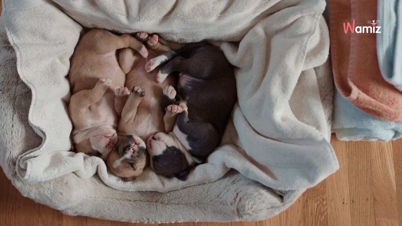 Bei einem Ausflug hört ein Paar seltsame Geräusche und beschließt nachzusehen ... (Video)