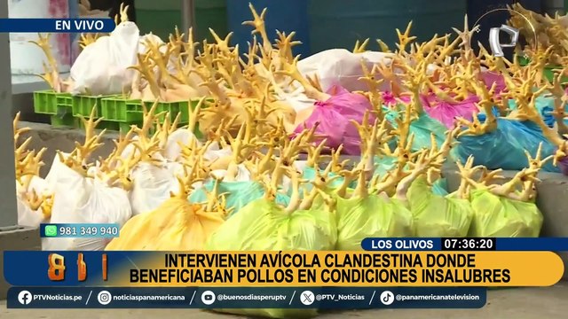 Los Olivos: intervienen avícola clandestina que almacenaban pollos en condiciones insalubres