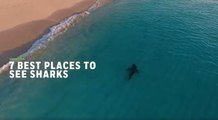 The Best Places in the World to See Sharks