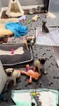 Pug Puppies And Kittens Play Together