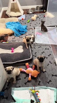 Pug Puppies And Kittens Play Together