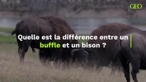 Buffle ou bison : quelle est la différence ?