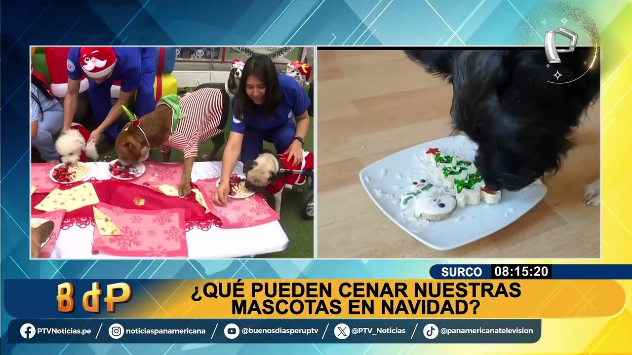 Navidad 2023: ¿Qué pueden comer las mascotas para acompañarnos en la cena navideña?