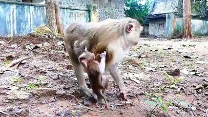 Monaco baby completely scared, Monaco cry shaking with rapid un and down actions (720p_25fps_H264-192kbit_AAC)