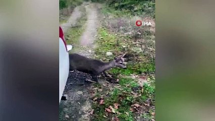 Strese giren karaca doğaya salındı
