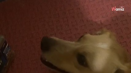 Elle entend du bruit dans sa salle de bain : en allumant la lumière, elle a la peur de sa vie !