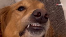 Le chien passe commande en secret : le livreur sonne à la porte avec un colis immense et toute la vérité éclate (vidéo)