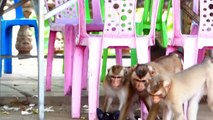 Monkeys Take Little Abandoned DOG, So Kind, Monkeys Support Doggy Baby, Monkey And Dog Friendship (720p_25fps_H264-192kbit_AAC)