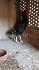 Aseel Murga Waqar Durrani