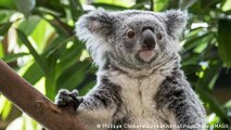 Proteger a koalas y canguros con la inteligencia artificial