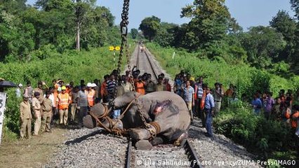 Salvar elefantes con cámaras de sensores e IA