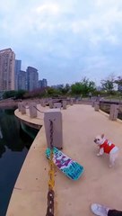 The dog skateboarded to challenge the water trestle, jumped on the springboard