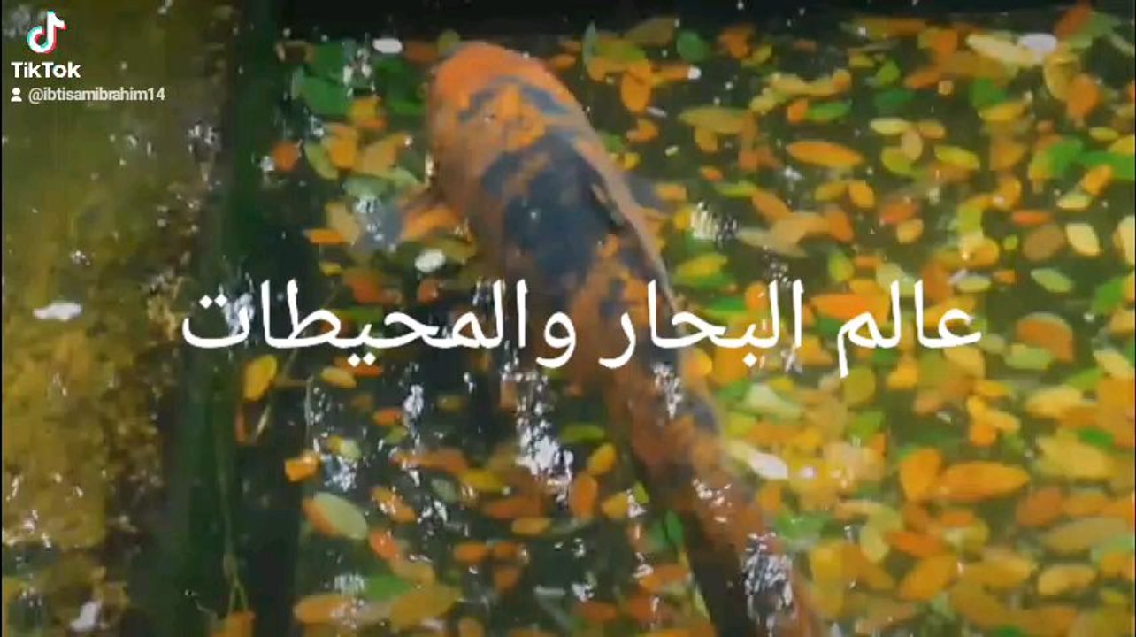 Animalsاغرب حيوانات
