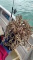 Boaters Find Basket Star