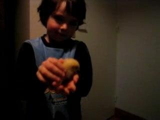 Les poussins