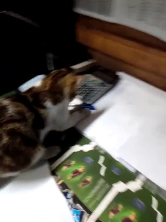 Cat playing