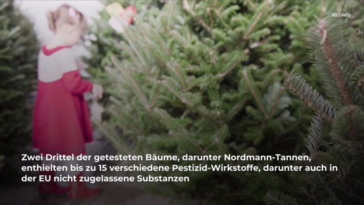 Giftstoffe in Weihnachtsbäumen: So gefährlich sind sie