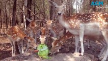 Taronga Western Plains Zoo's animals celebrate Christmas 2023 |Daily Liberal