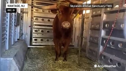 Runaway New Jersey bull nursing injuries after rescue