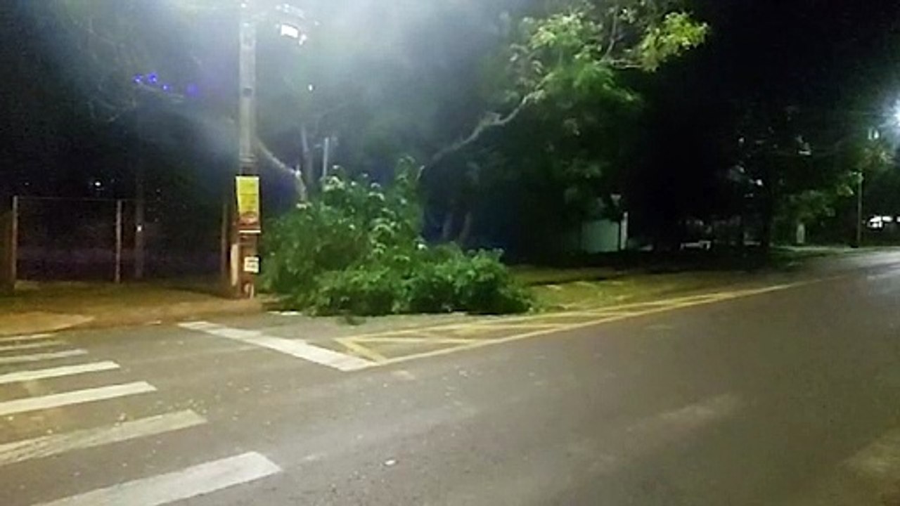 Galho de árvore cai e bloqueia parte da via na Rua Jequitibá