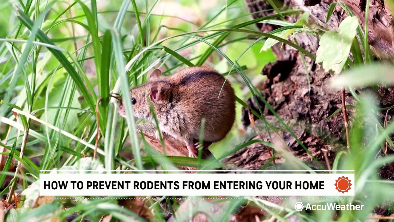 How to prevent rodents from entering your home this winter