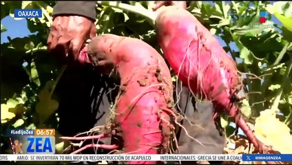 Hortelanos se alistan para la Noche de Rábanos de Oaxaca 2023