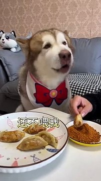 Dog Want To Eat Momo | Dog Funny Moments | Dog Funny Reactions | Dog Hungary Moments | Cute Pets